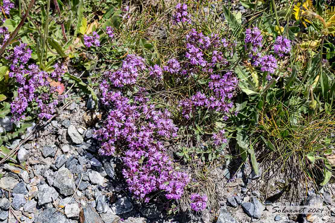 Thymus pulegioides - Timo goniotrico